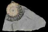 Ammonite (Promicroceras) Fossil - Lyme Regis #166637-1